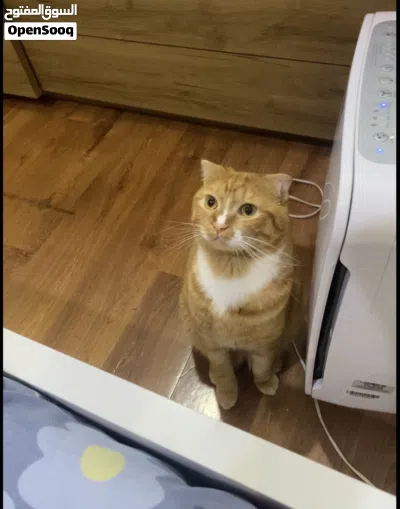 CAT FOR ADOPTION 4