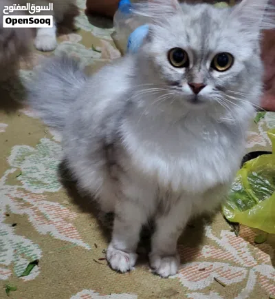 undefined 3