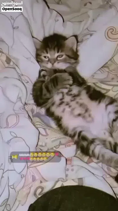 قطط بعمر الشهرين 4