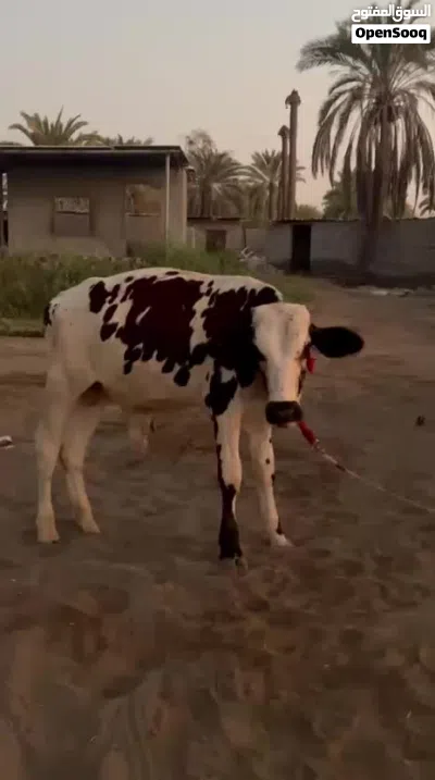 عجل للبيع اقراء الرصف 3
