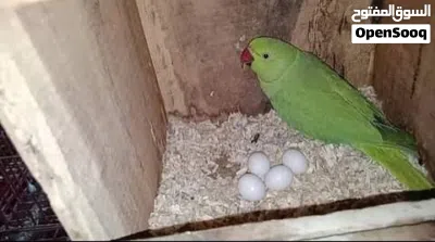 Breeding Pair for sale .79.80.call.89.61 3
