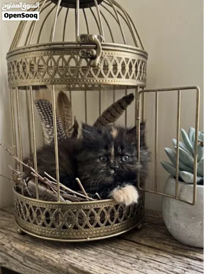 Adorable Shiriazy Kitten Available 2