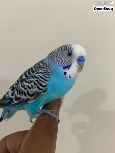 بيع طير بادجي اليف ماعنده عض 3