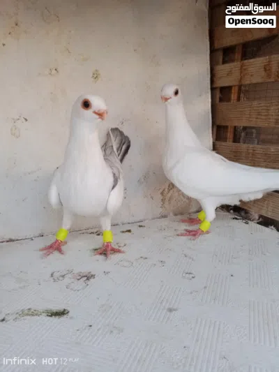 ما شاء الله مجموعه فراخ سعر على تلفون 3