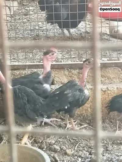 دجاج ابو عنيق العمر شهرين ونص اقرا وصف 3