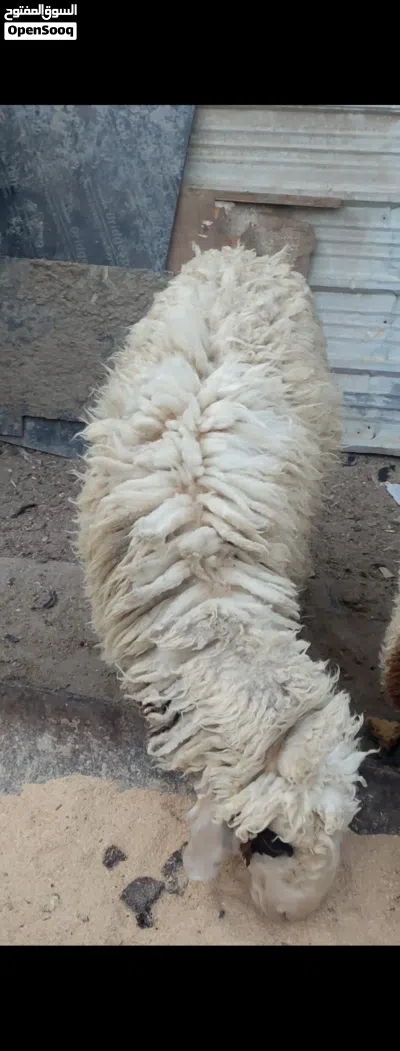 نعجه ورجينه خشنه كلش تنفع كصابة وتنفع جني 4
