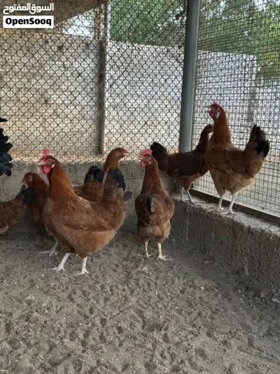 دجاج فرنسي 3