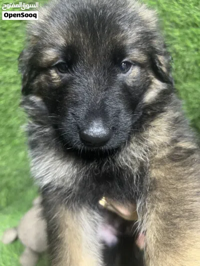 German shepherd puppies 4