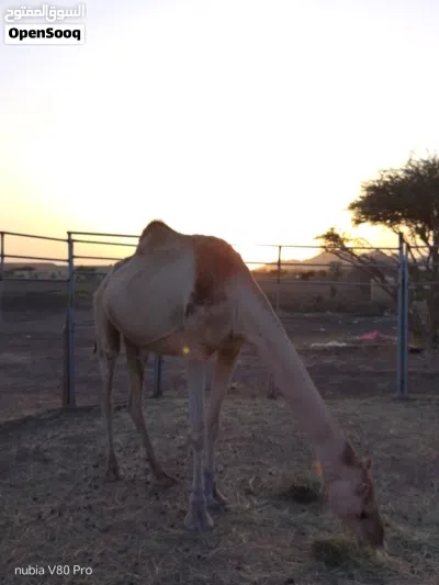 ناقه سمين مطعومه طعام الدار 2