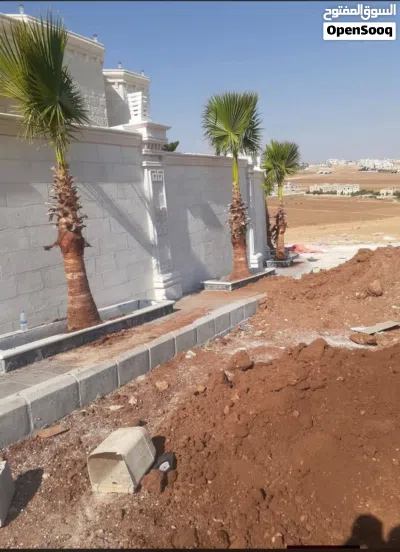 افضل انواع النخيل الواشنطونيا النخل المثمر 4