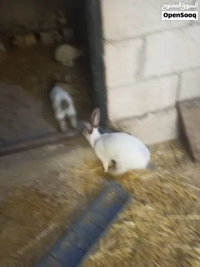 أرنب للبيع 2