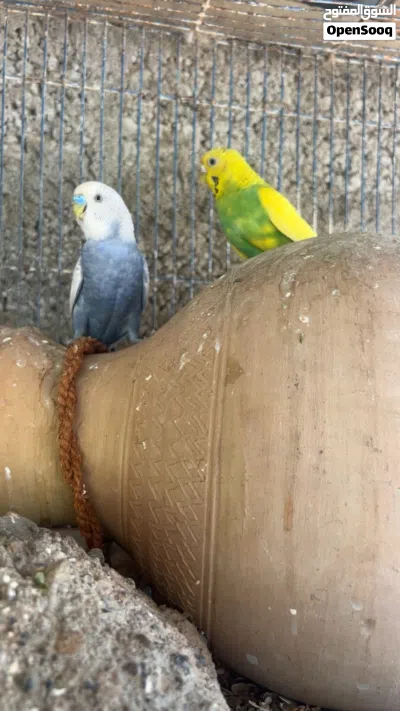 للبيع زوج كناري أو للبدل بزوج بط عماني 3