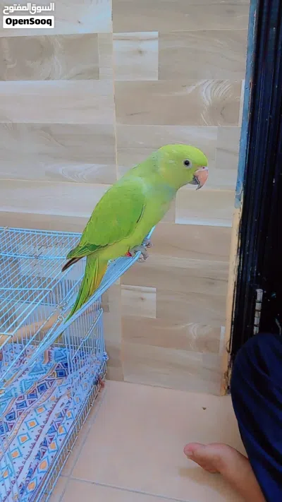 hand tamed parrot 3