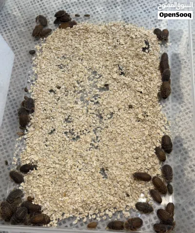 دوبيا روتش Dubia Roach 2
