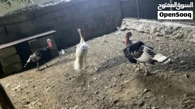 دياكه روميه ذكور العدد 3 3