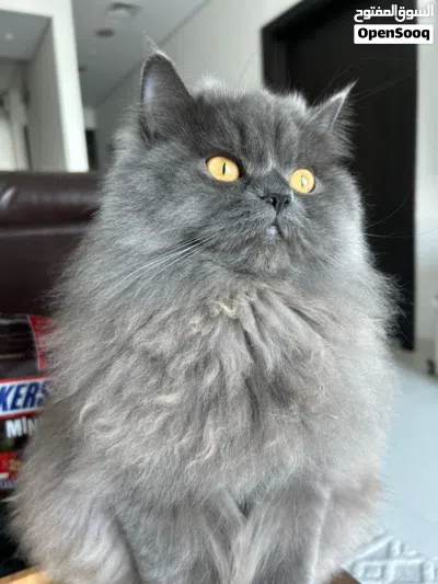 Persian-short hair mix female 10 months 4