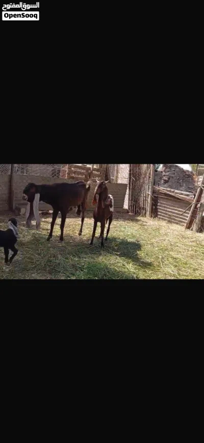 للبيع غنم باكستاني حجازي اصل حلال طيب 3
