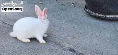 Healthy and Friendly Pet Bunny Available - PET ONLY 2
