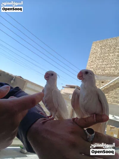زوج كوكتيلات البينو ربه طينه عمر 4 اشهر يطلع خارج منزل وين ماتروح وراك تصيحله يجيك 3