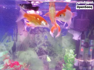 undefined 3