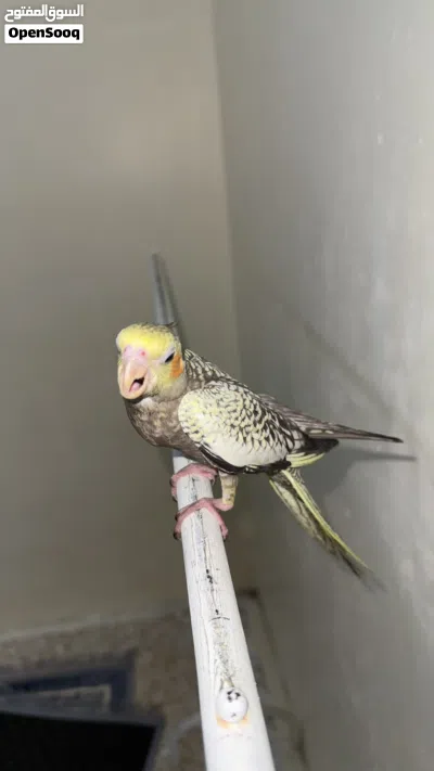 كوكتيل اليف اليزابيل 4