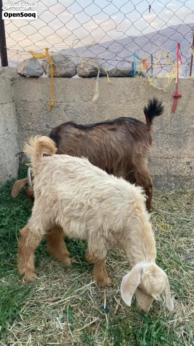 شاه مع ولدها عمره تقريبا 6اشهر 4