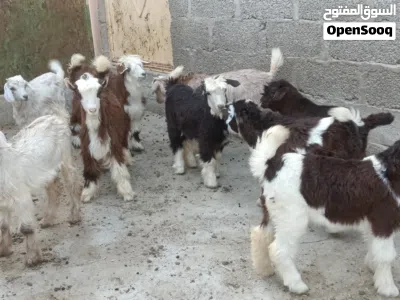 6 جدايا و3 صخلات حلال طيب للتربيه 3