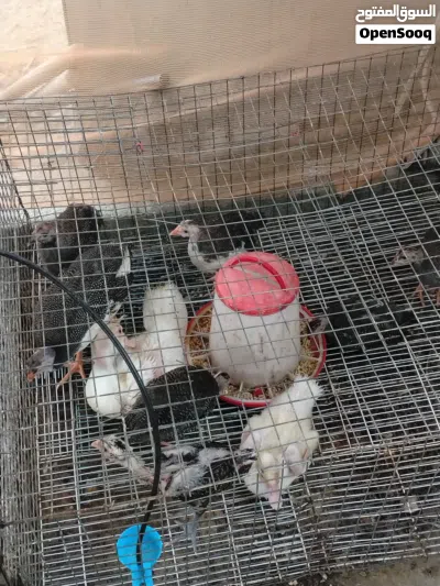 طيور حبشي العدد 6عمر 3شهور ذكر وخمس إناث مطلوب في الكل 15 2