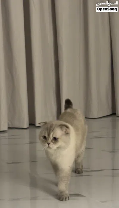 للبيع قط سكوتش فولد ذكر 3