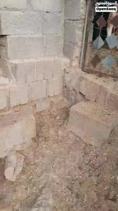 كبش سمين للبيع 3