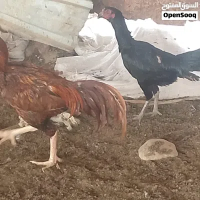 يوجد ديكين ودجاجه باكستاني للبيع 4