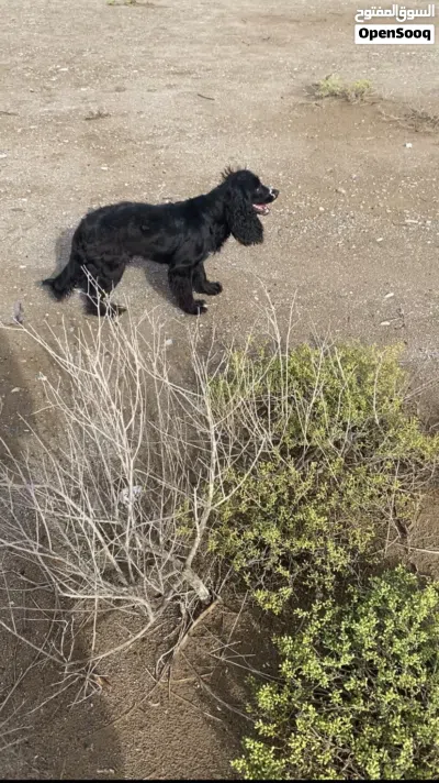 انثى كوكر - female cocker 4
