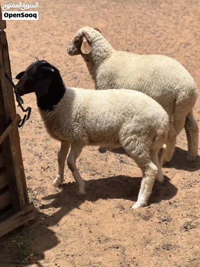 متاح زوز خرفان عمرهم اربعه شهور ونص مكانهم طرابلس بسم الله ماشاء الله 2
