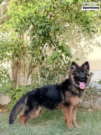 كلب جيرمن شيبرد لونج هير 3