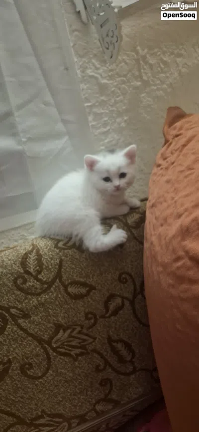 قطط للبيع بداعي لسفر ضروري 4