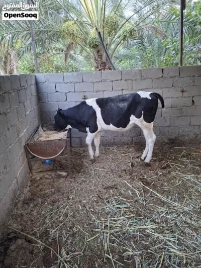 بجر نوعية حلوه بعدها طفل العمر اقل السنه 2