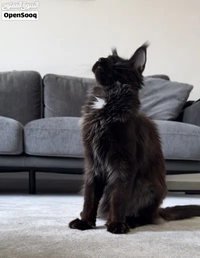 black smooke maine coon cat 2