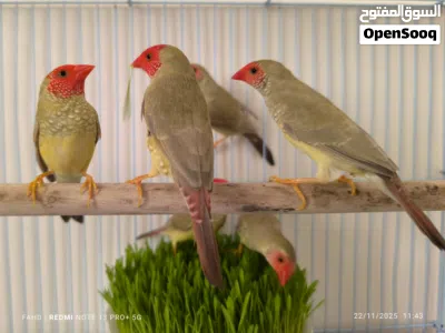 ستار فنش star finch 2