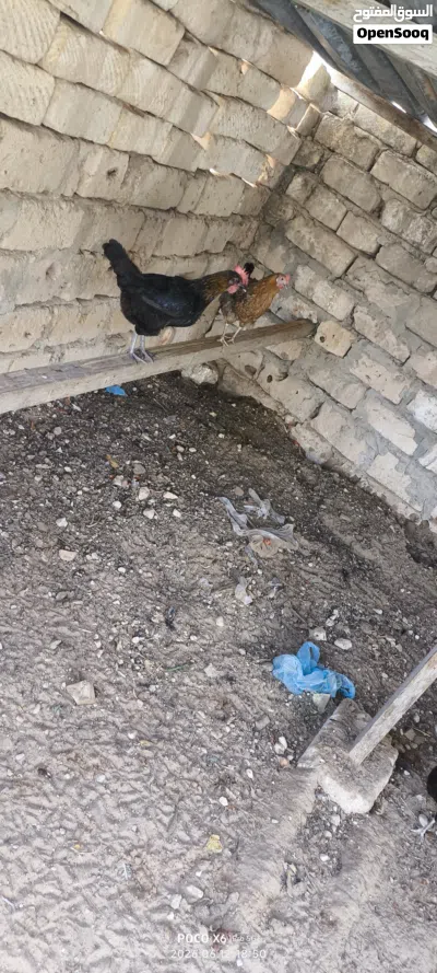 دجاج عربي للبيع 4