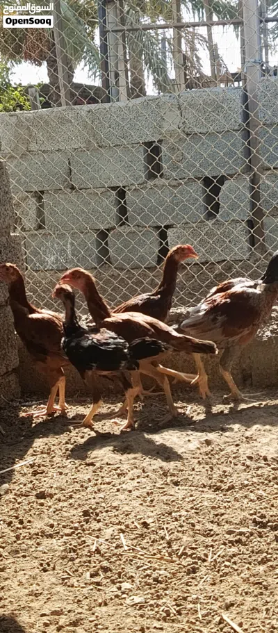 دجاج باكستاني اصل بنجابي 3