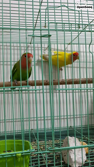 زوج غندور مع ققص وبيت 3