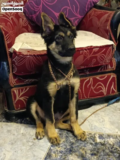 جرو جيرمن 4 شهور 2