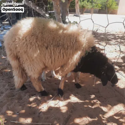 فطيمه برقاويه 2