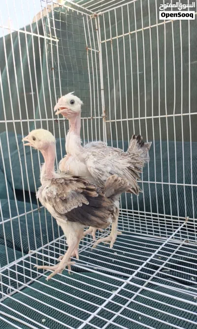 زوج افراخ ابو ركيبه 2