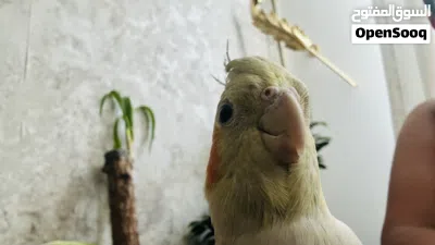 كوكتيل اليف شوف الوصف احسن 4