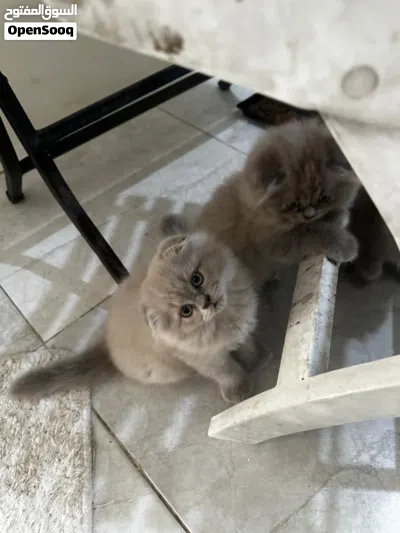 قطط سكوتش فولد وستريت 2