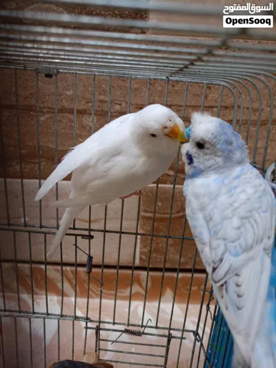 كوبية بقالينو معاهم دكر زيبرا ناشط 3