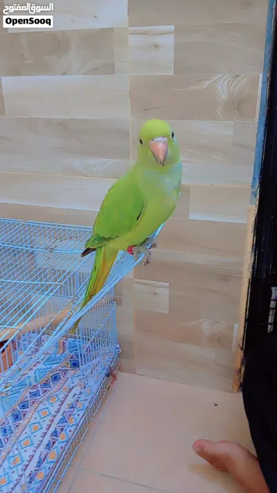 hand tamed parrot 2