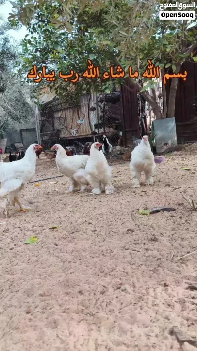 دجاج براهمة تلجي 3