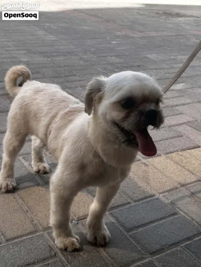 lost dog need back who see this dog hes male 10 months 3
